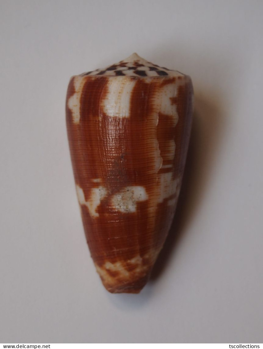 Conus Striatellus - Seashells & Snail-shells