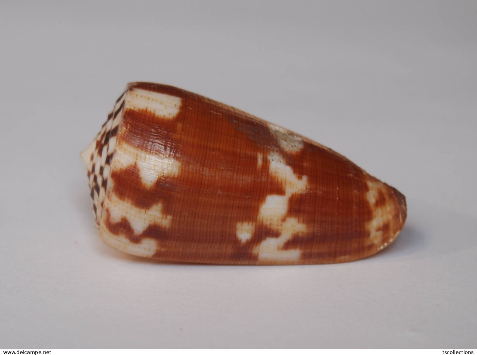 Conus Striatellus - Seashells & Snail-shells