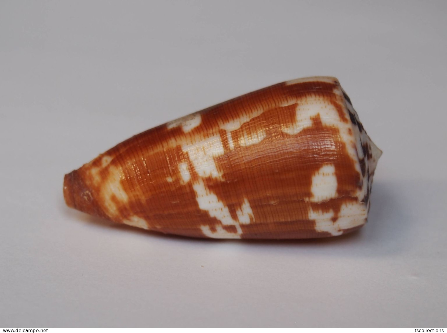Conus Striatellus - Seashells & Snail-shells