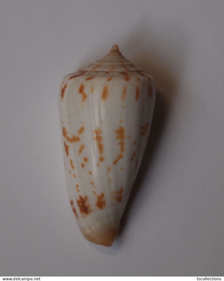 Conus Collisus - Coquillages