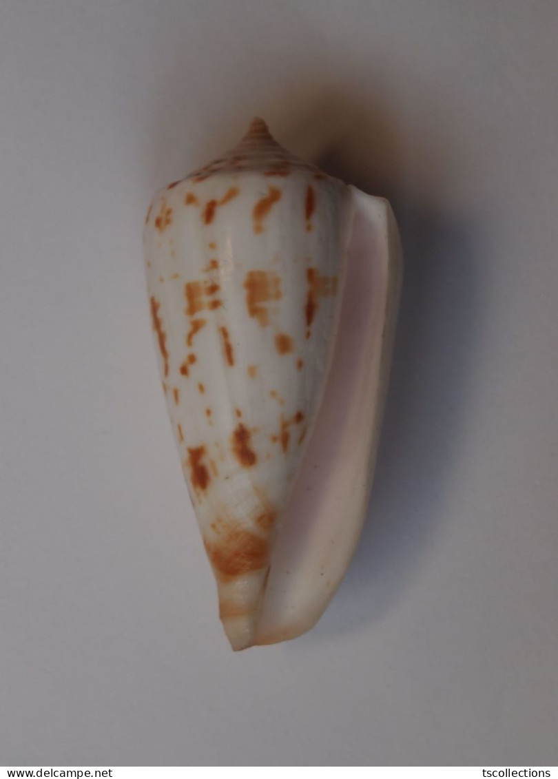 Conus Collisus - Seashells & Snail-shells