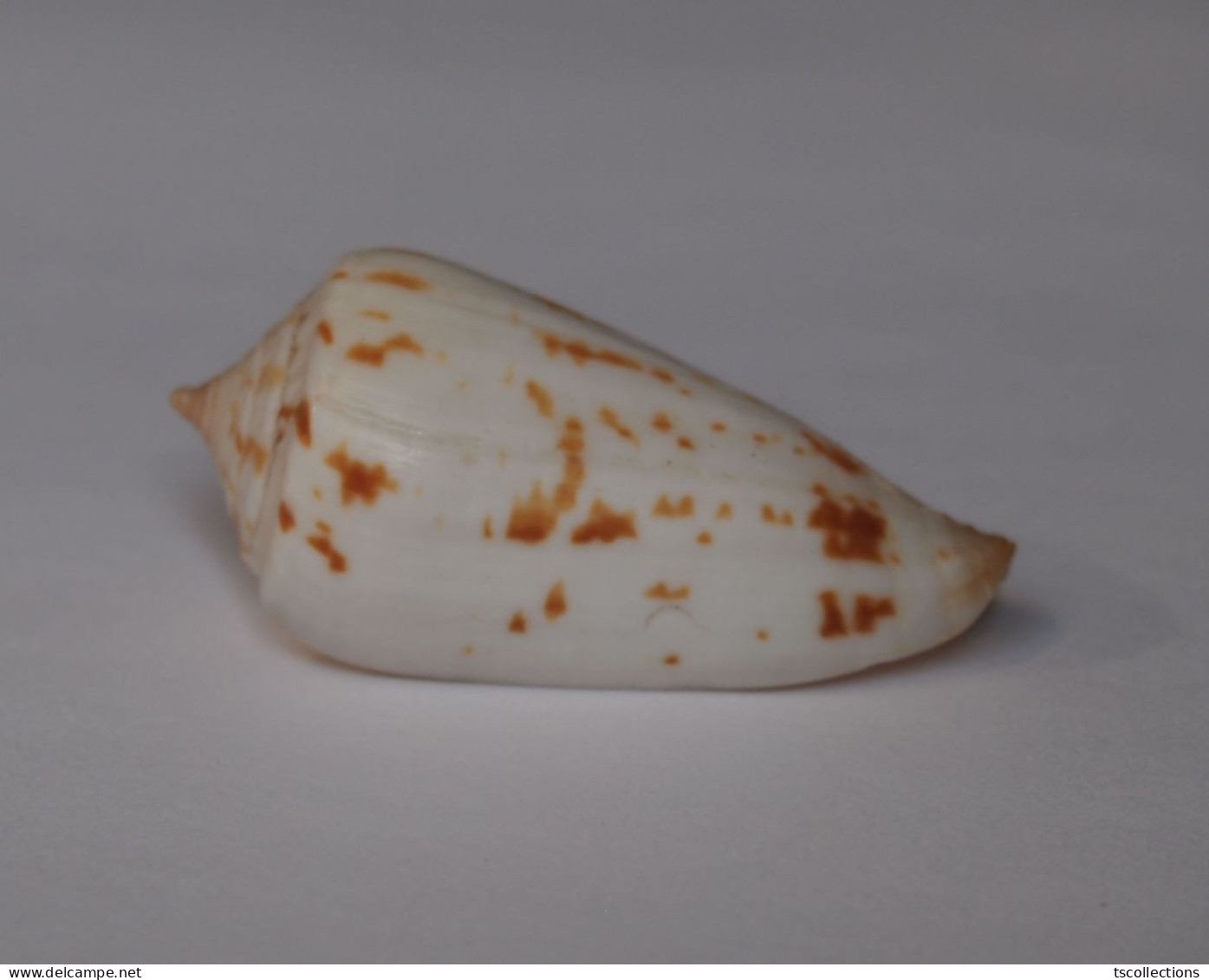 Conus Collisus - Coquillages