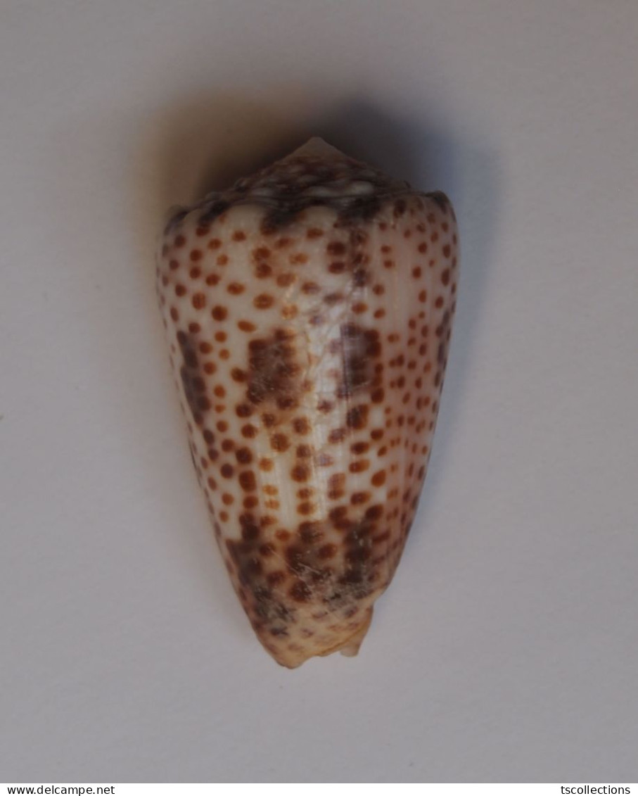 Conus Pulicarius Vautieri - Coquillages