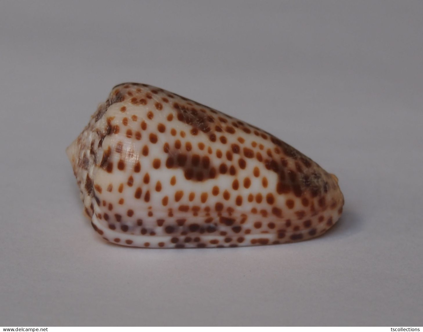 Conus Pulicarius Vautieri - Coquillages