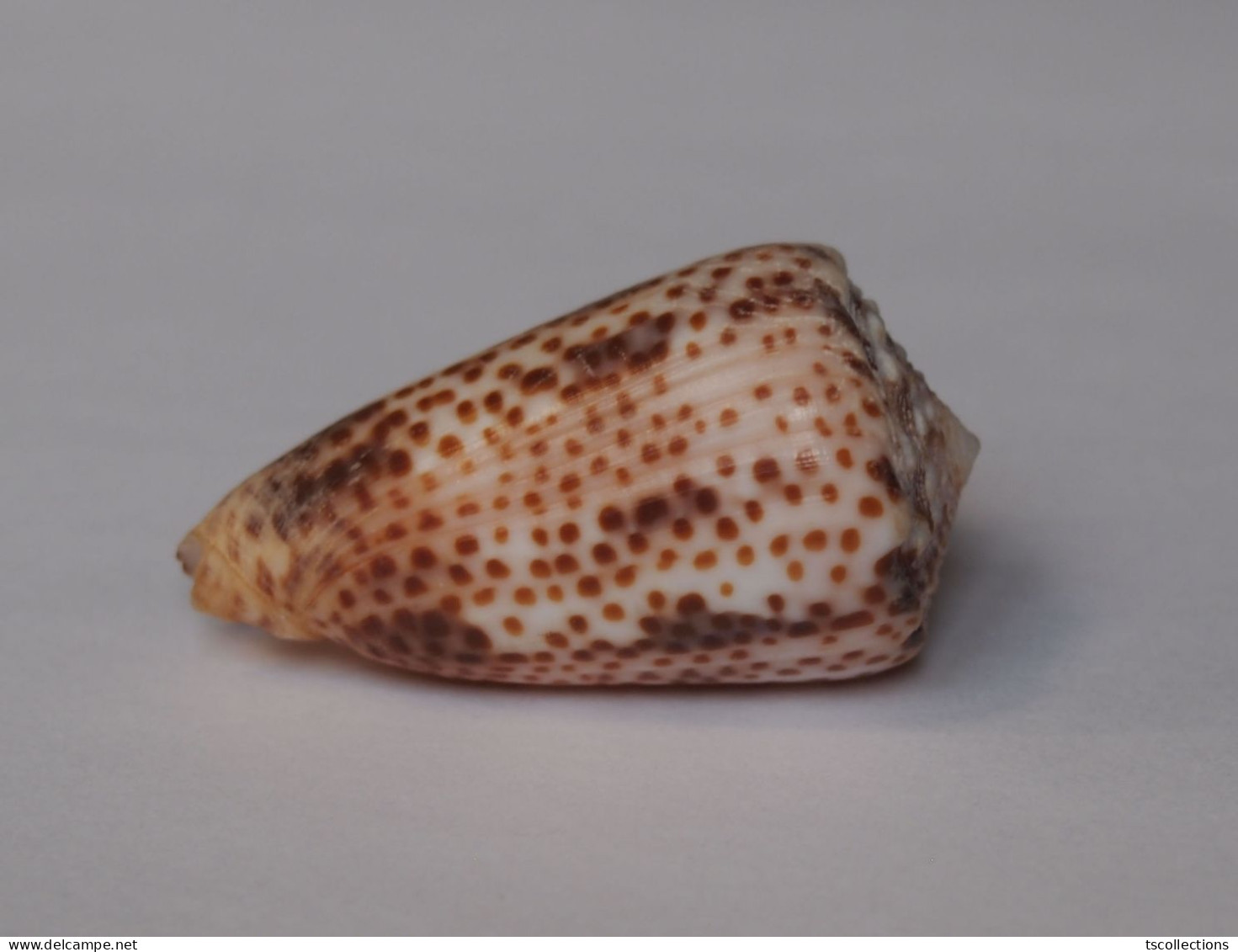 Conus Pulicarius Vautieri - Coquillages