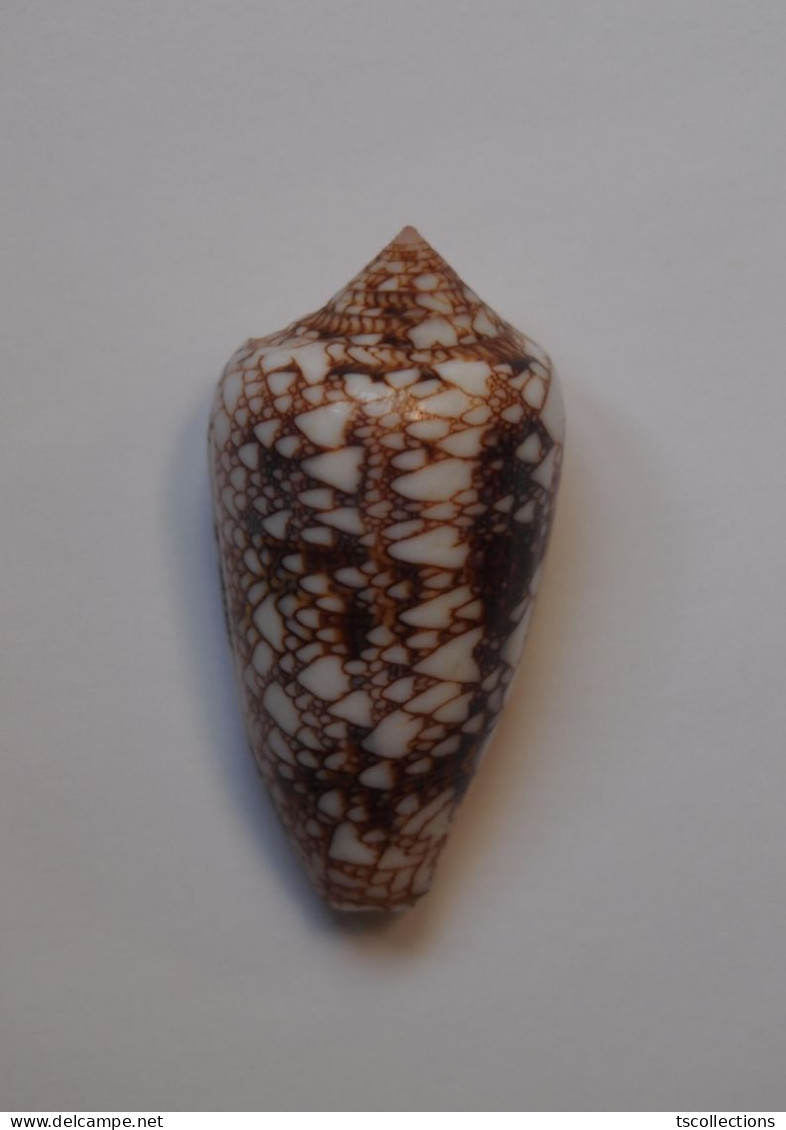 Conus Canonicus Condensus - Schelpen