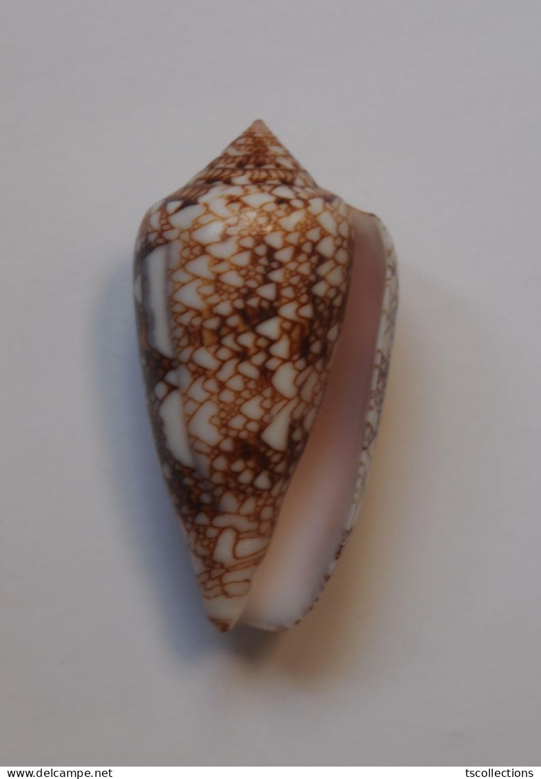 Conus Canonicus Condensus - Seashells & Snail-shells