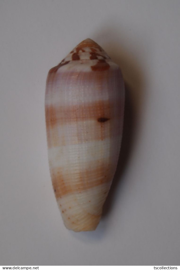 Conus Circumcisus - Seashells & Snail-shells