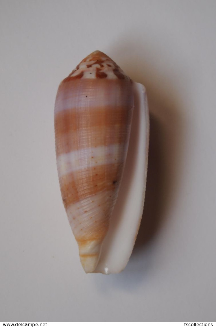 Conus Circumcisus - Seashells & Snail-shells