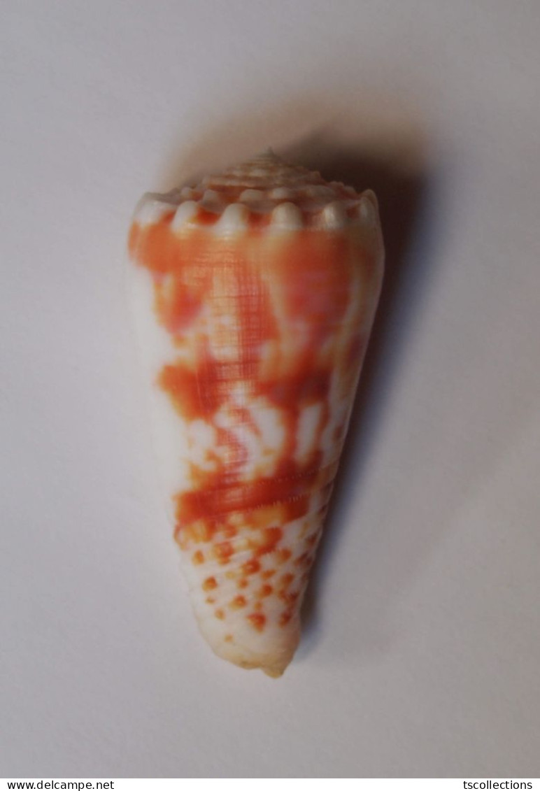 Conus Mollucccensis Merleti - Conchas Y Caracoles