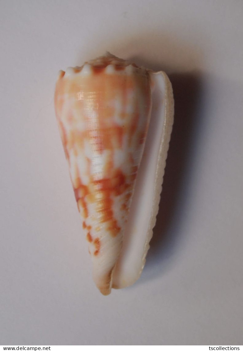 Conus Mollucccensis Merleti - Conchas Y Caracoles