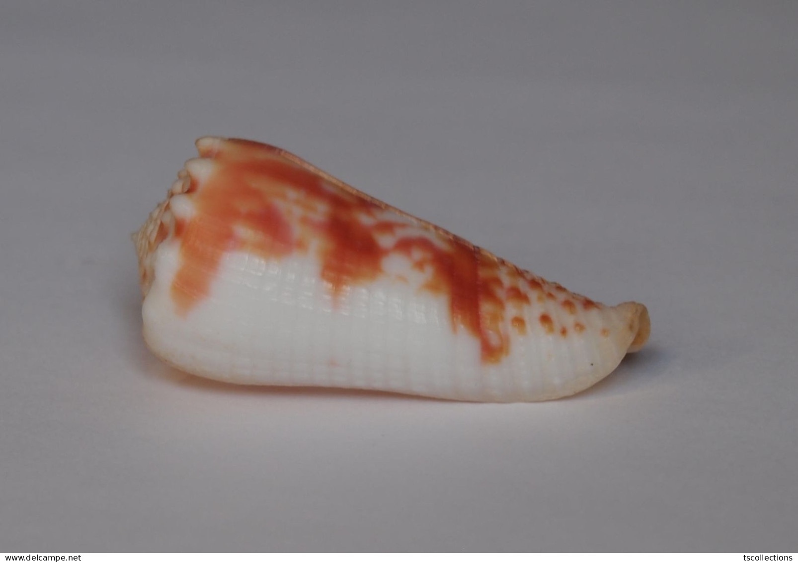 Conus Mollucccensis Merleti - Schelpen
