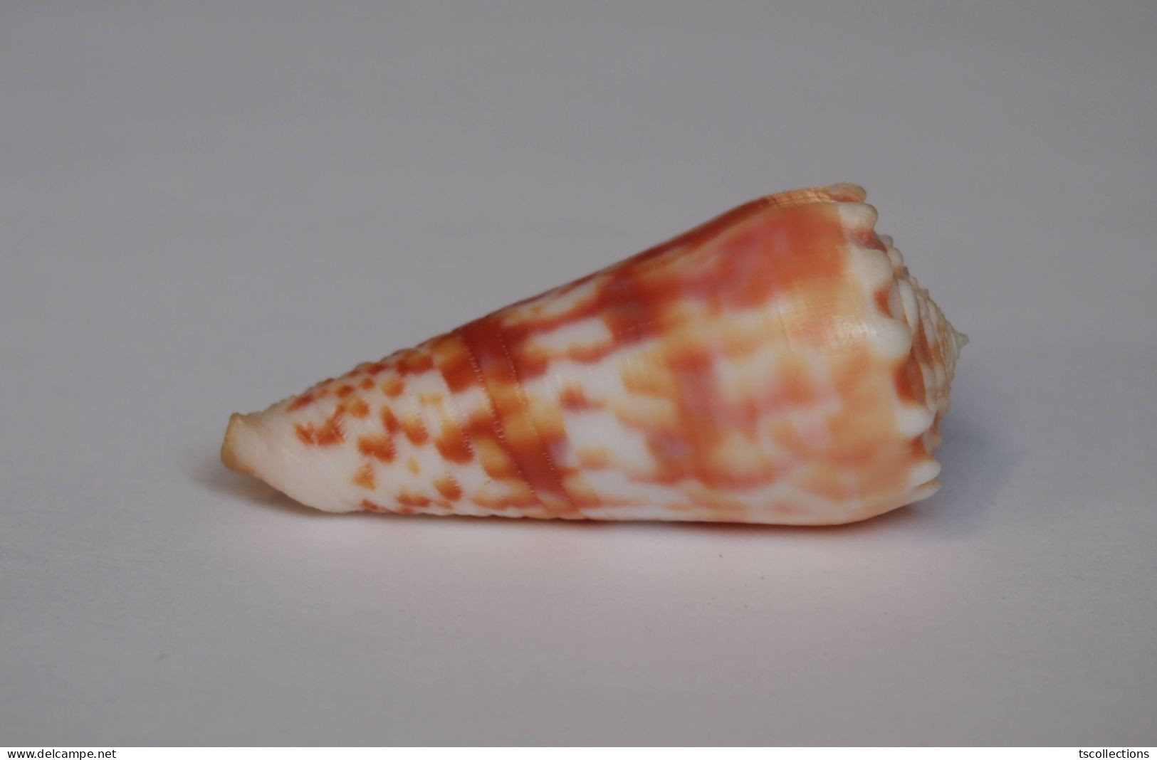 Conus Mollucccensis Merleti - Coquillages