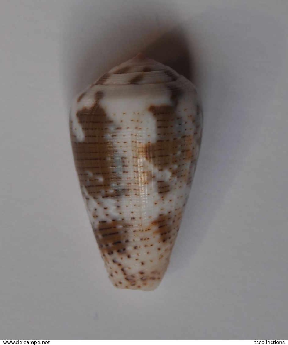 Conus Striolatus - Coquillages