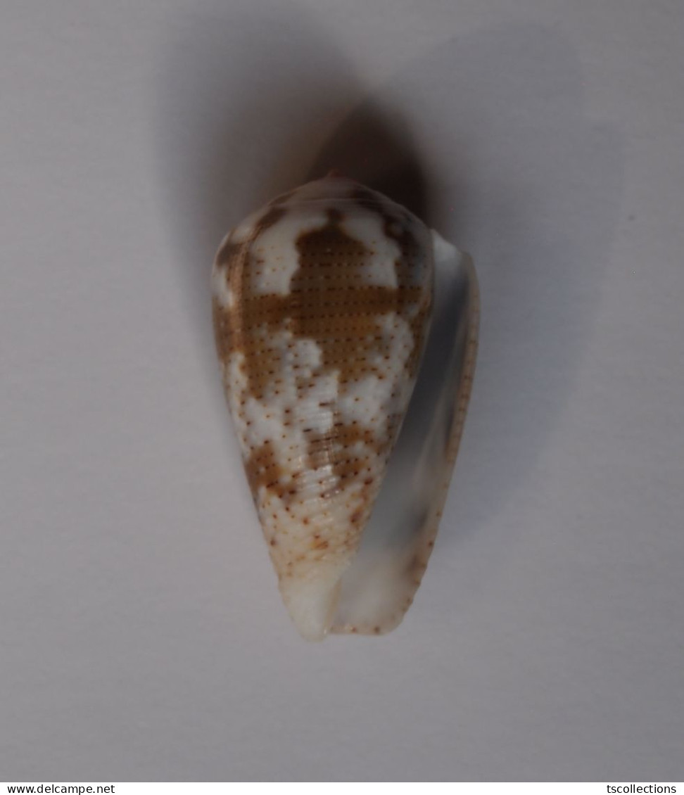 Conus Striolatus - Coquillages