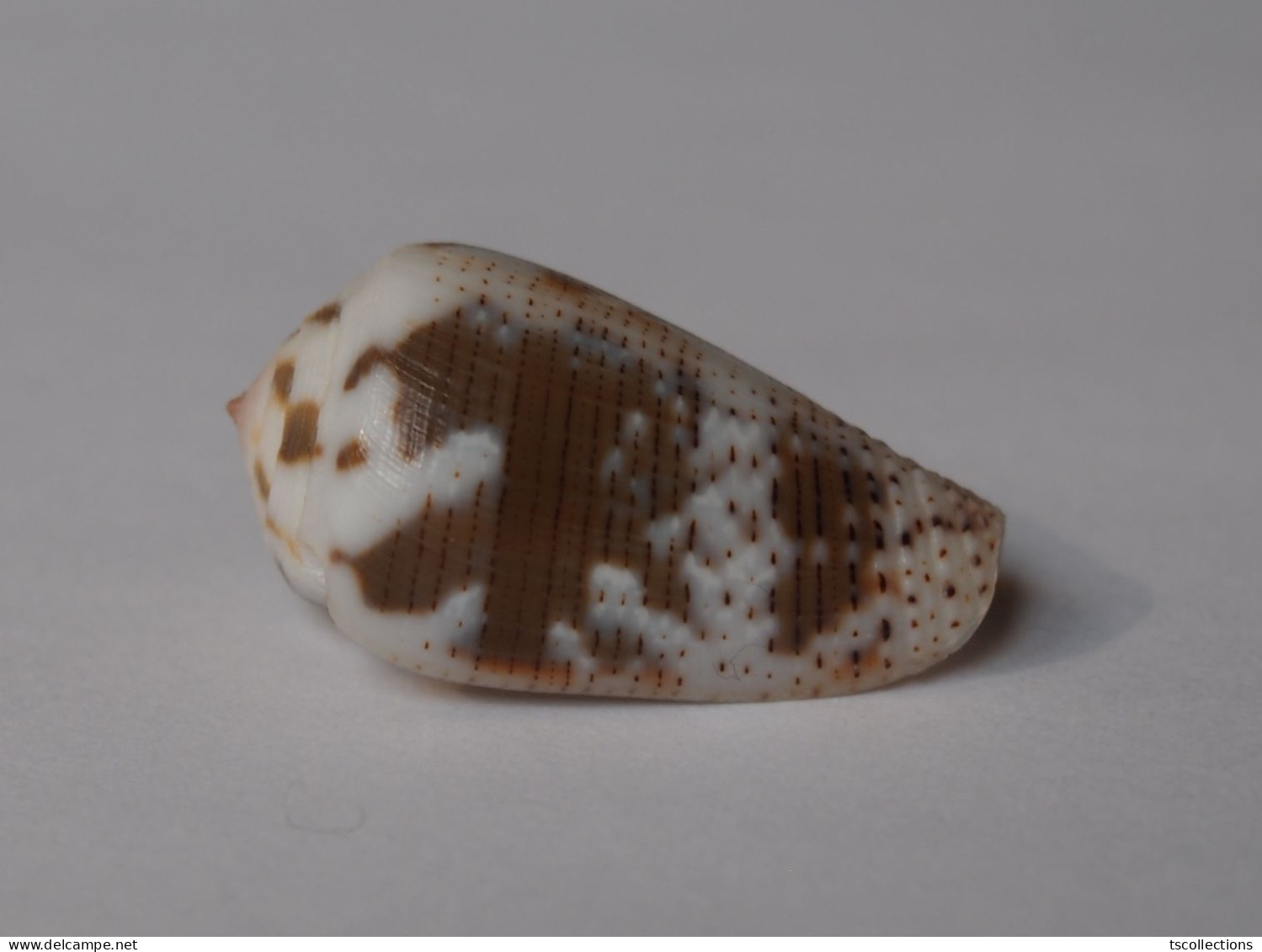 Conus Striolatus - Coquillages