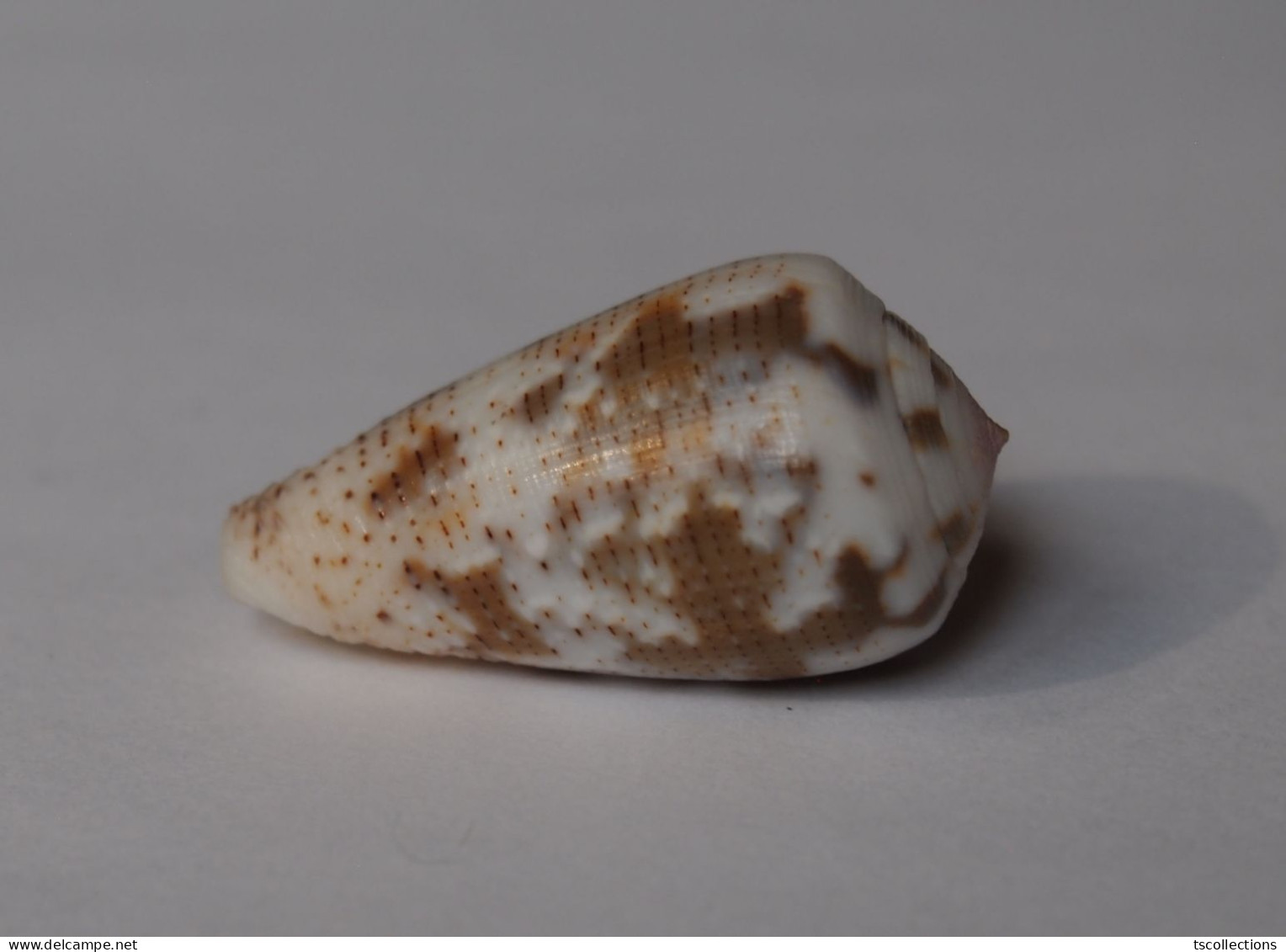 Conus Striolatus - Coquillages