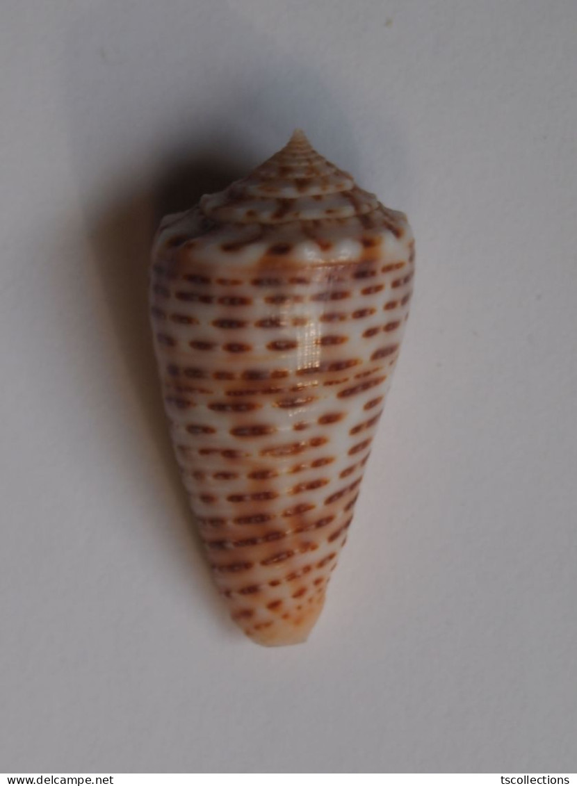 Conus Proximus Cebuensis - Coquillages