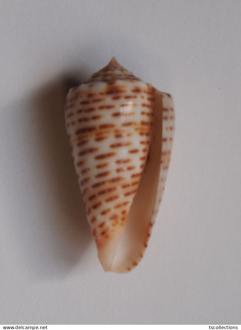 Conus Proximus Cebuensis - Coquillages