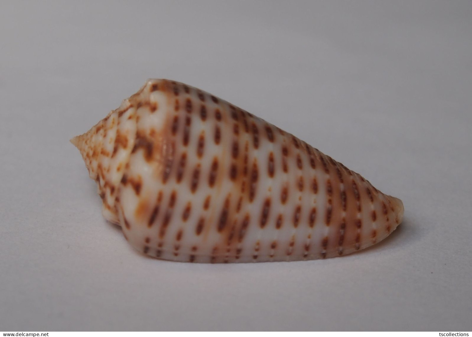 Conus Proximus Cebuensis - Conchas Y Caracoles