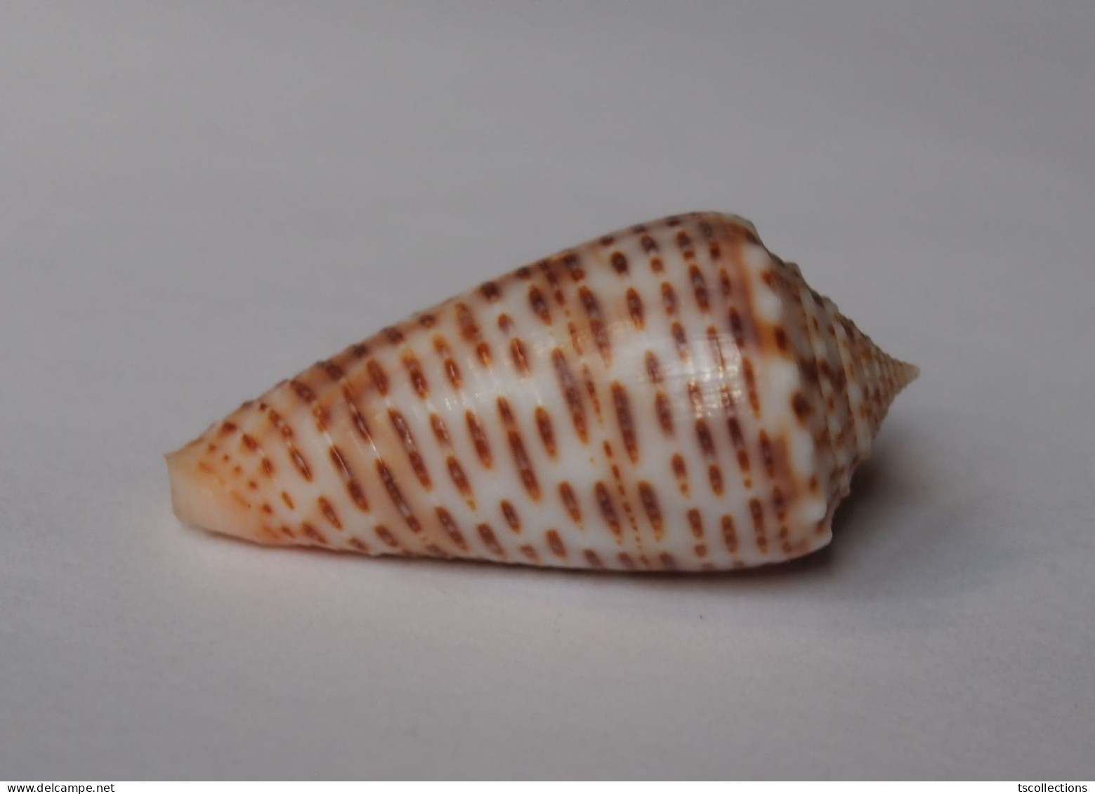 Conus Proximus Cebuensis - Conchas Y Caracoles