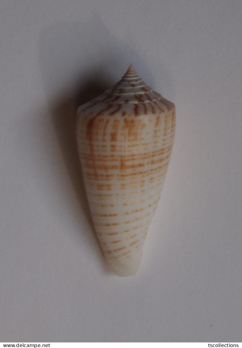 Conus Mucronatus - Conchas Y Caracoles