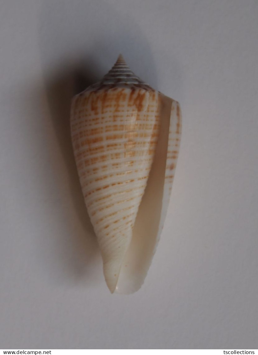 Conus Mucronatus - Coquillages