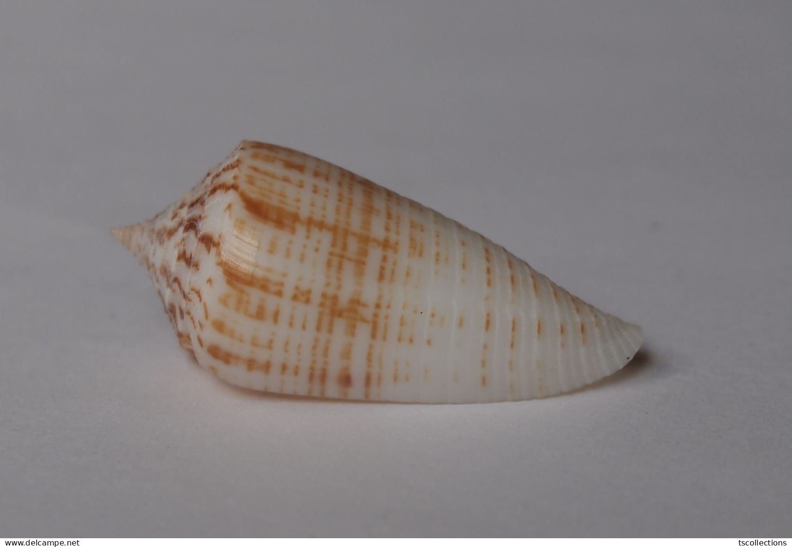 Conus Mucronatus - Seashells & Snail-shells