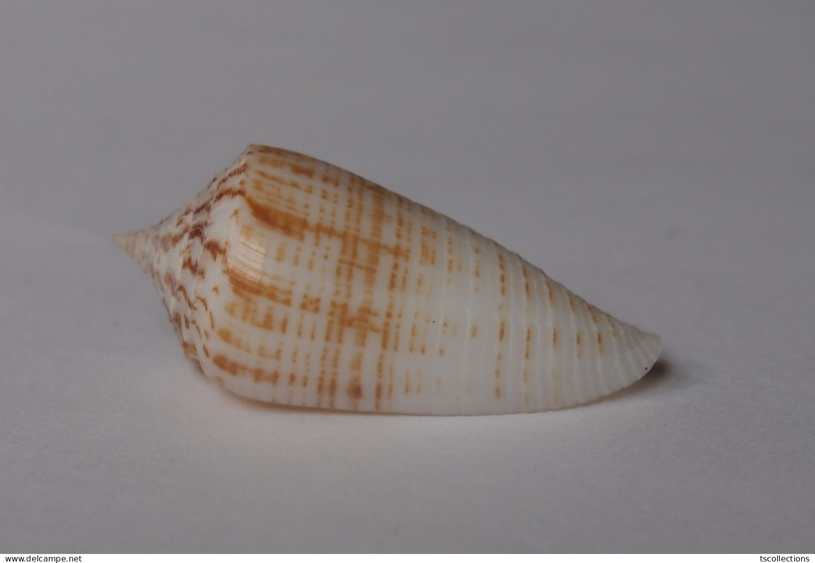 Conus Mucronatus - Schelpen