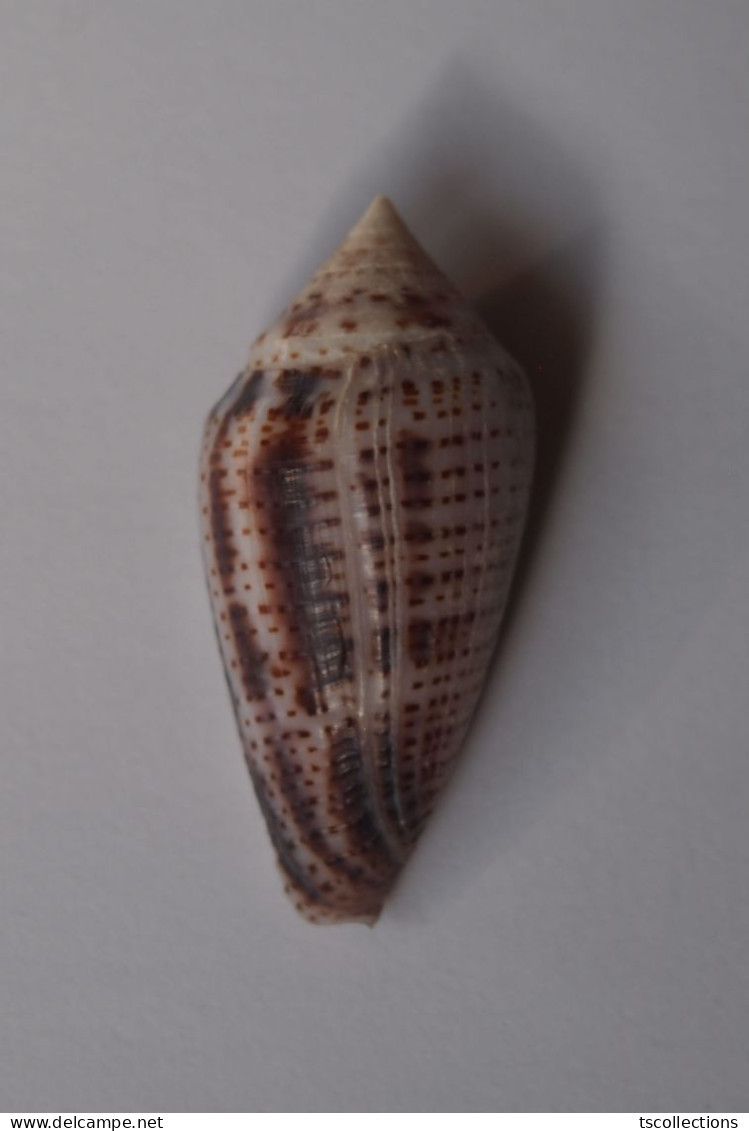 Conus Ximenes - Seashells & Snail-shells