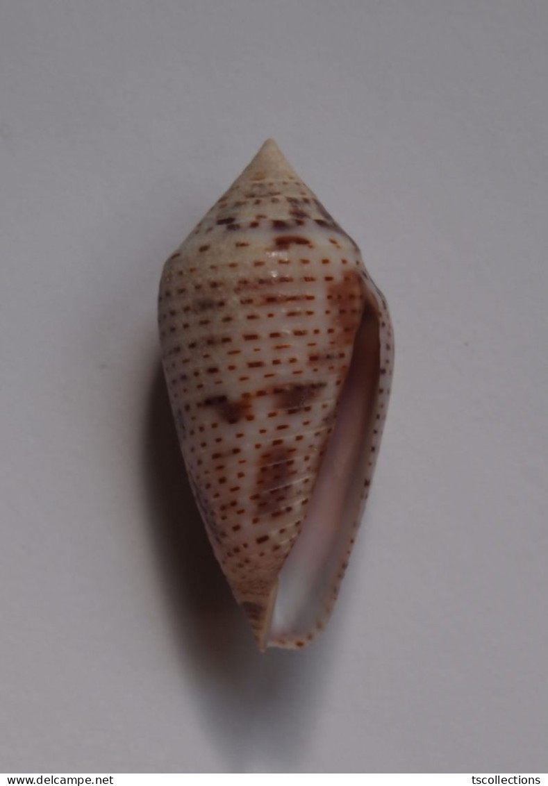 Conus Ximenes - Coquillages