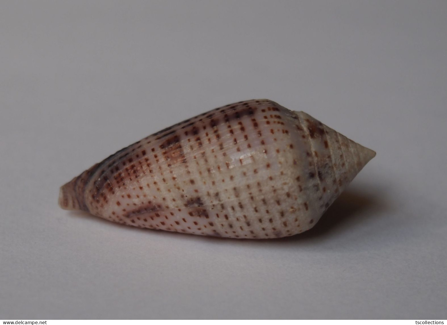 Conus Ximenes - Muscheln & Schnecken