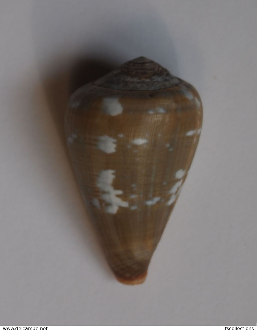 Conus Irregularis - Coquillages