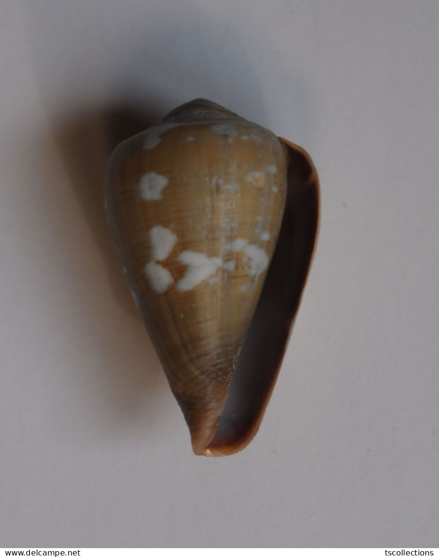 Conus Irregularis - Seashells & Snail-shells