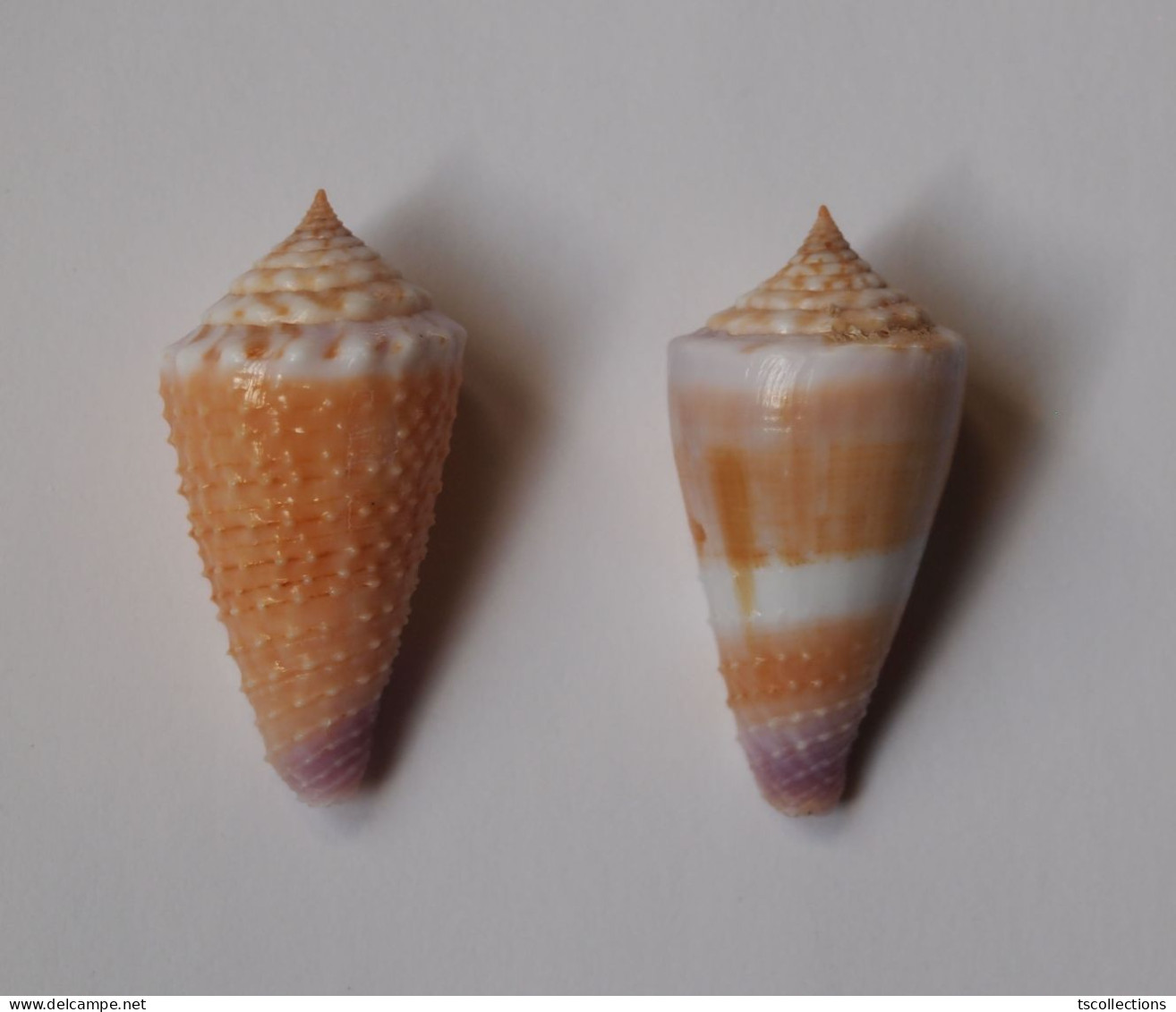 Conus Floridulus X 2 - Schelpen