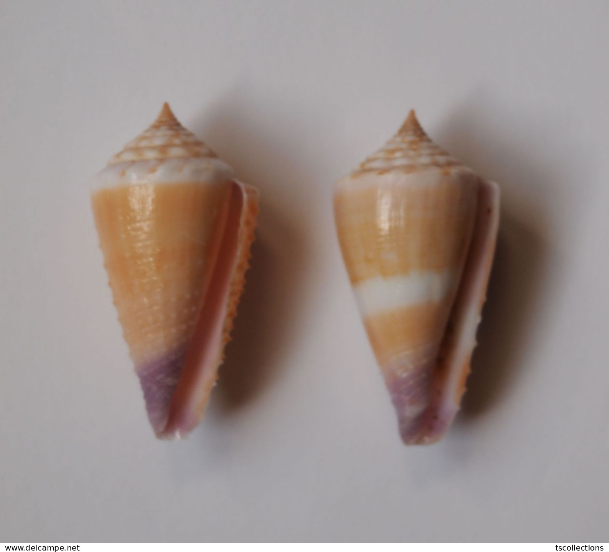 Conus Floridulus X 2 - Schelpen