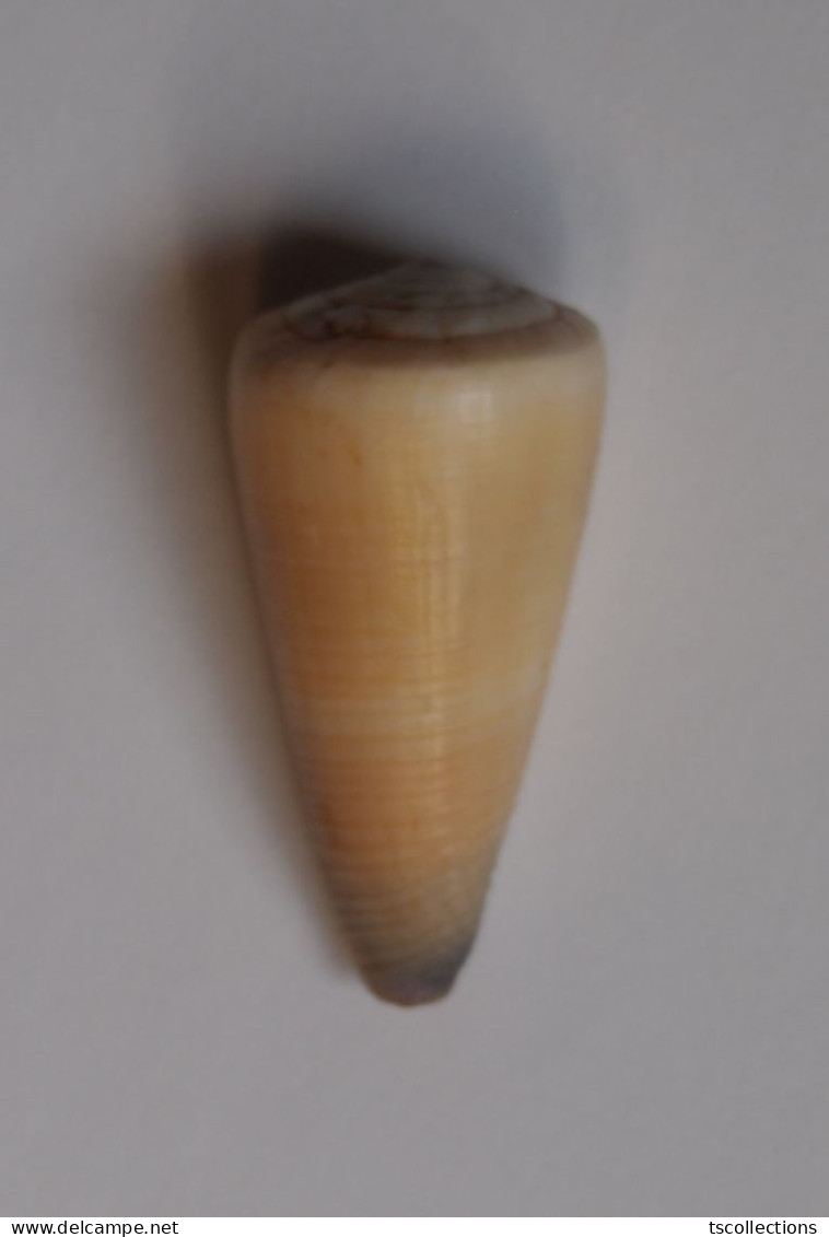 Conus Emaciatus - Schelpen