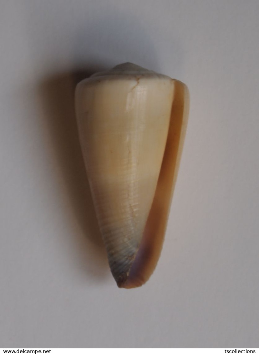 Conus Emaciatus - Coquillages