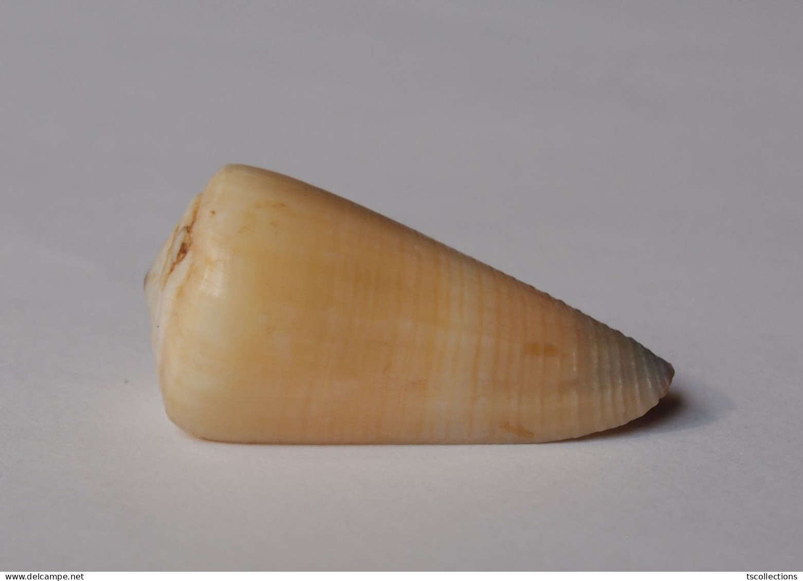 Conus Emaciatus - Schelpen