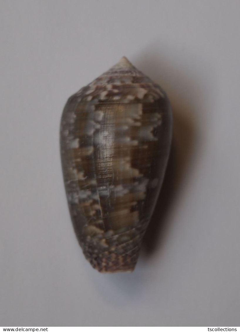 Conus Monachus - Conchas Y Caracoles