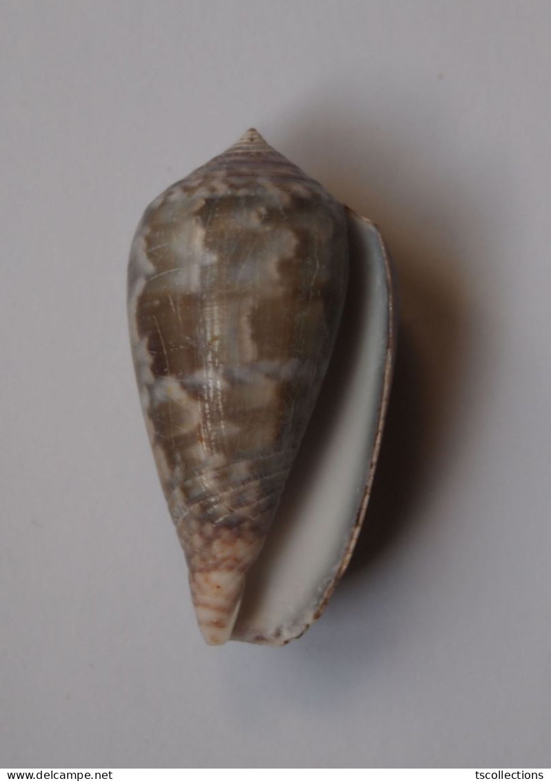 Conus Monachus - Schelpen