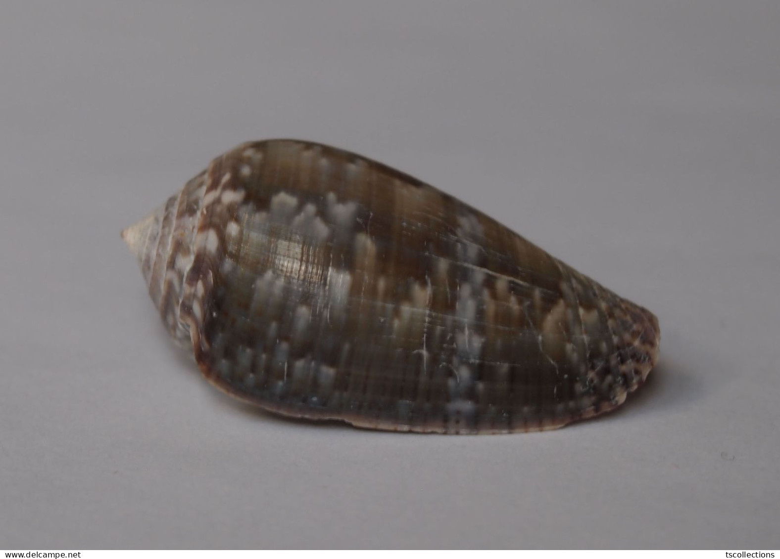 Conus Monachus - Seashells & Snail-shells