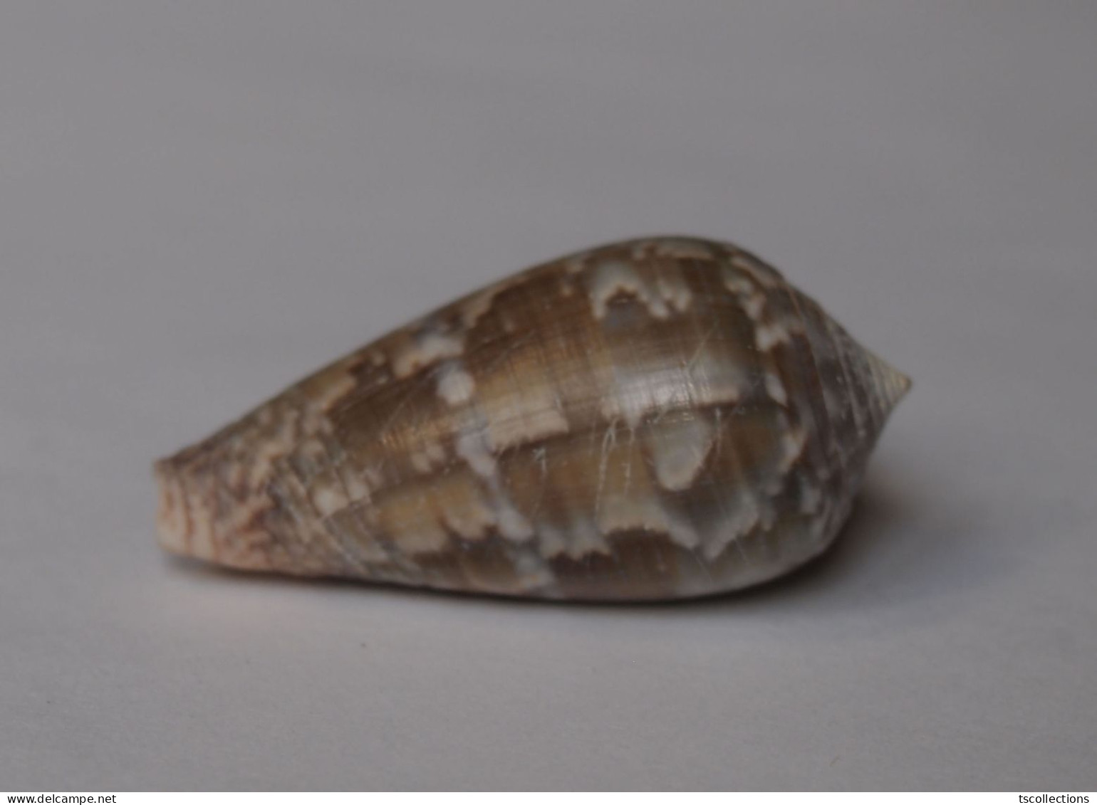 Conus Monachus - Seashells & Snail-shells