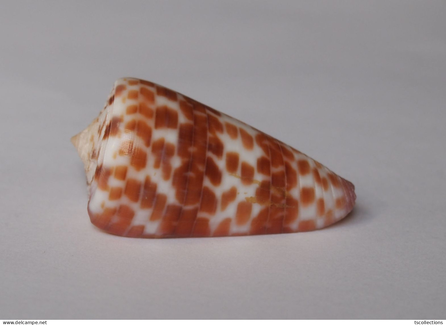 Conus Tessulatus - Coquillages