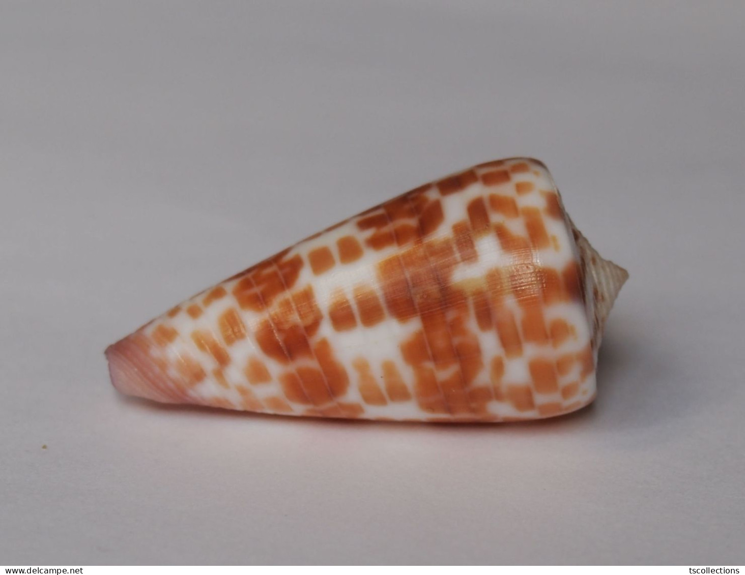 Conus Tessulatus - Seashells & Snail-shells