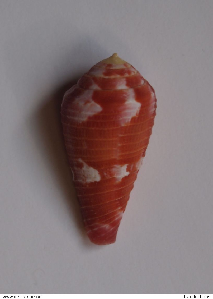 Conus Pertusus - Coquillages