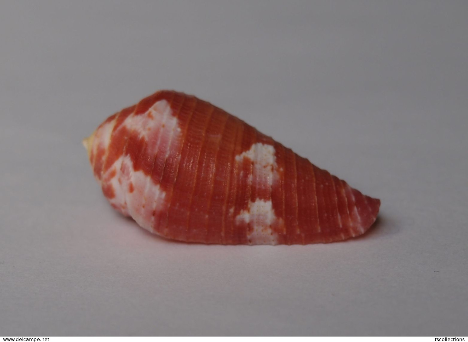 Conus Pertusus - Coquillages