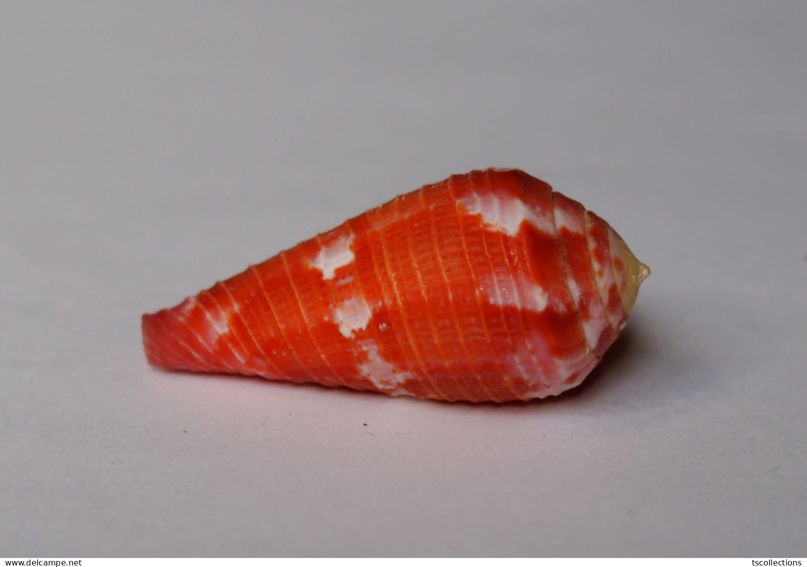 Conus Pertusus - Schelpen