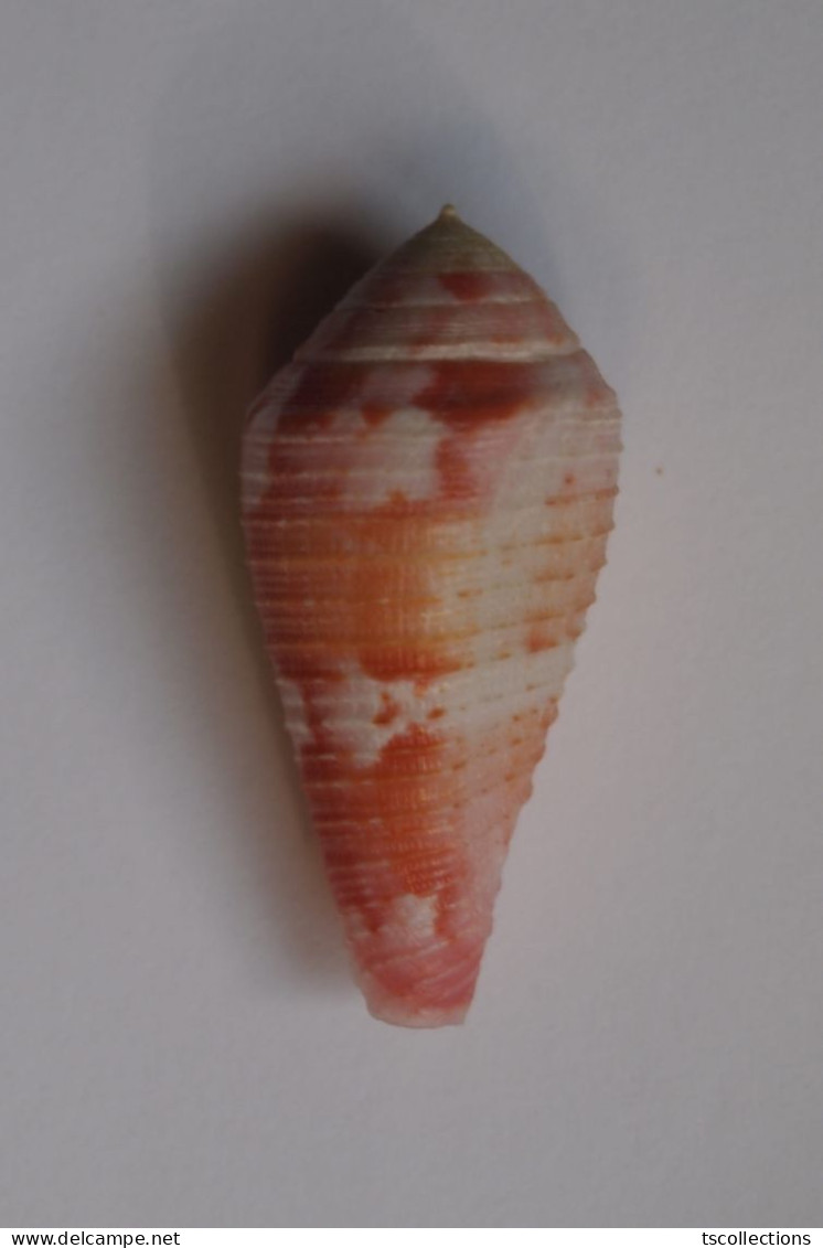 Conus Pertusus - Seashells & Snail-shells