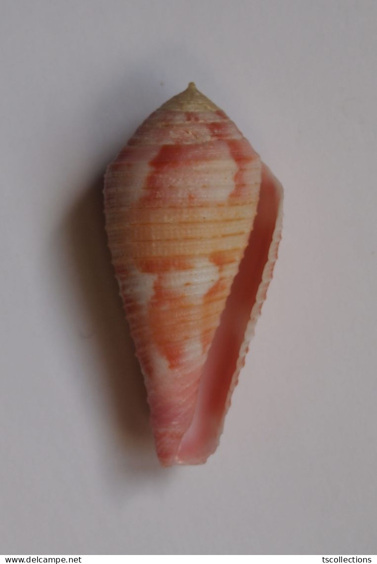 Conus Pertusus - Coquillages